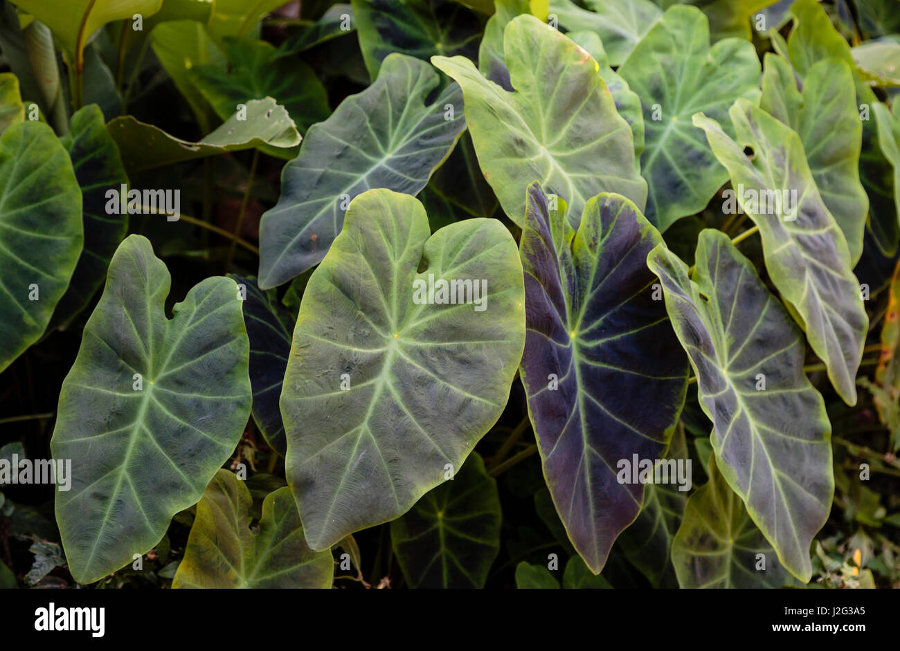 Südamerika, Brasilien, Belem. Nahaufnahme von einem Philodendron. Stockfoto