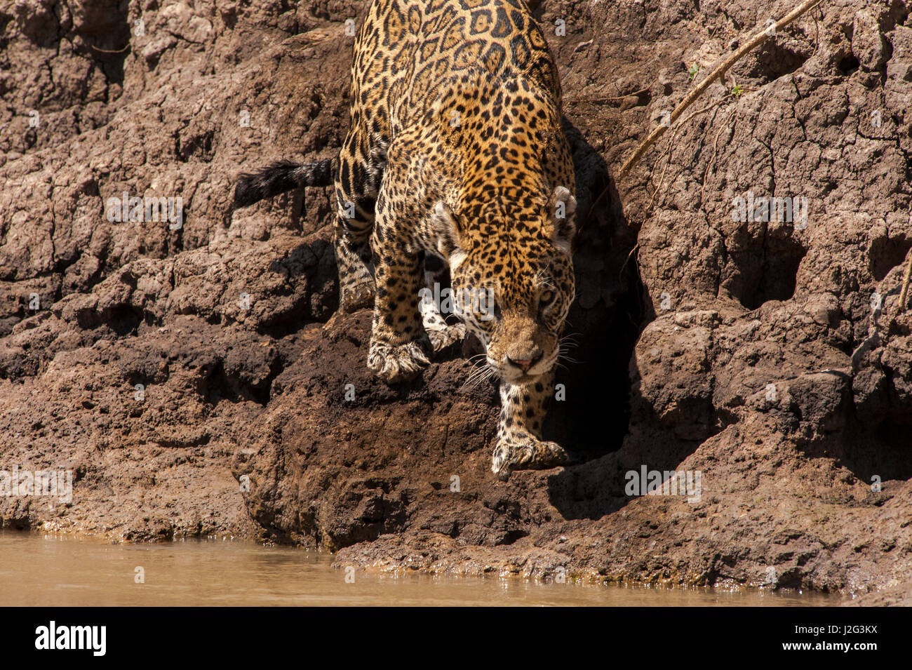 Brasilien, Pantanal Sumpfgebiete, weibliche Jaguar (Panthera Onca) am Ufer des Flusses drei Brüder jagen Stockfoto