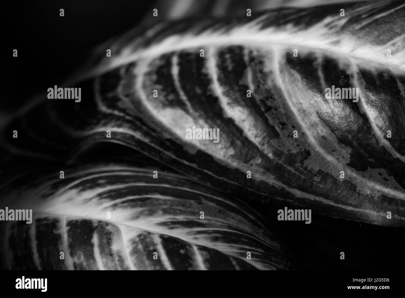 Auszug aus gestreiften Blätter der Zimmerpflanze hautnah Stockfoto