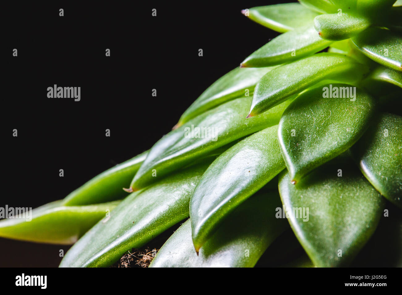 Zusammenfassung der stacheligen Blätter einer grünen saftigen indoor Anlage hautnah Stockfoto