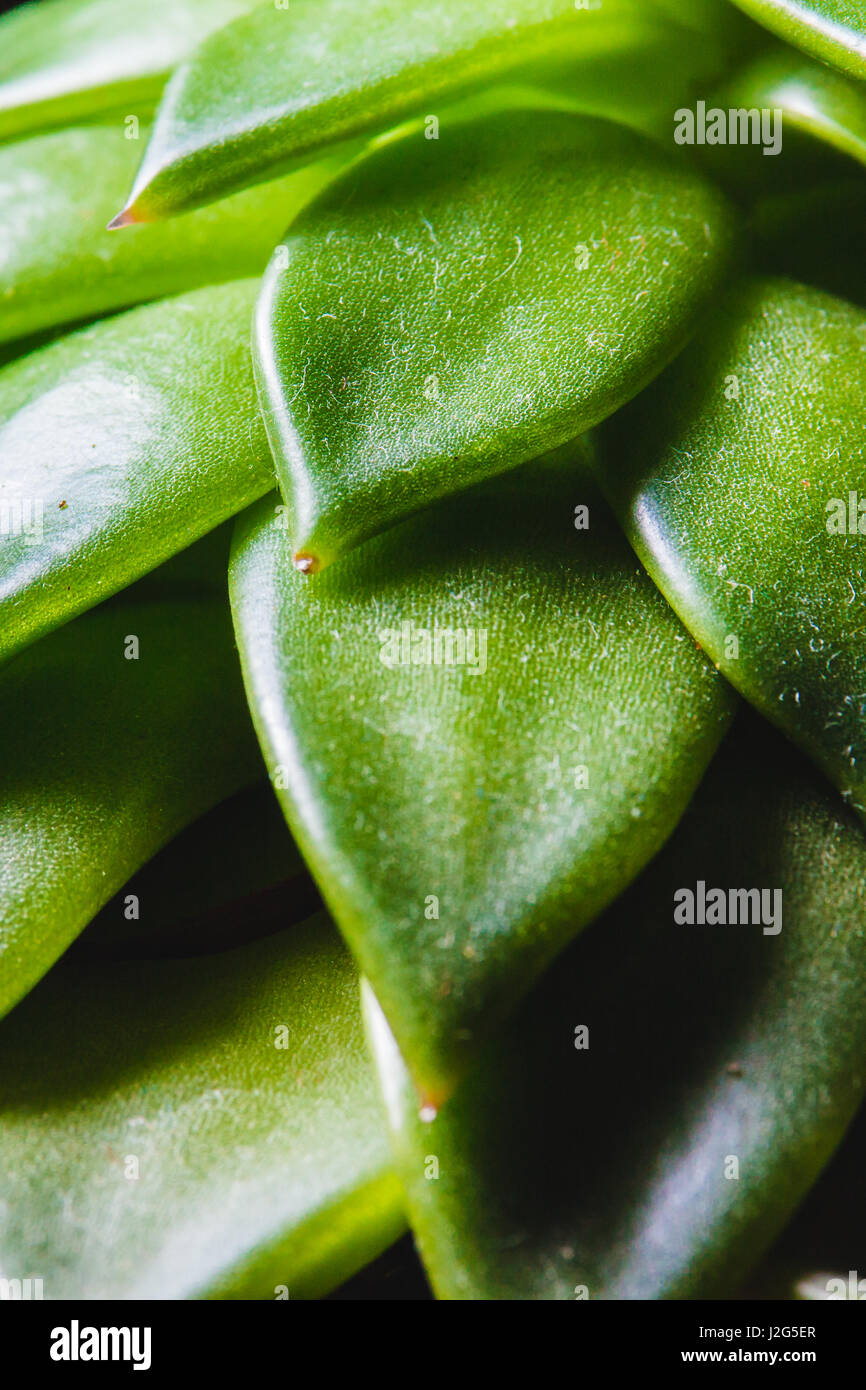 Zusammenfassung der stacheligen Blätter einer grünen saftigen indoor Anlage hautnah Stockfoto