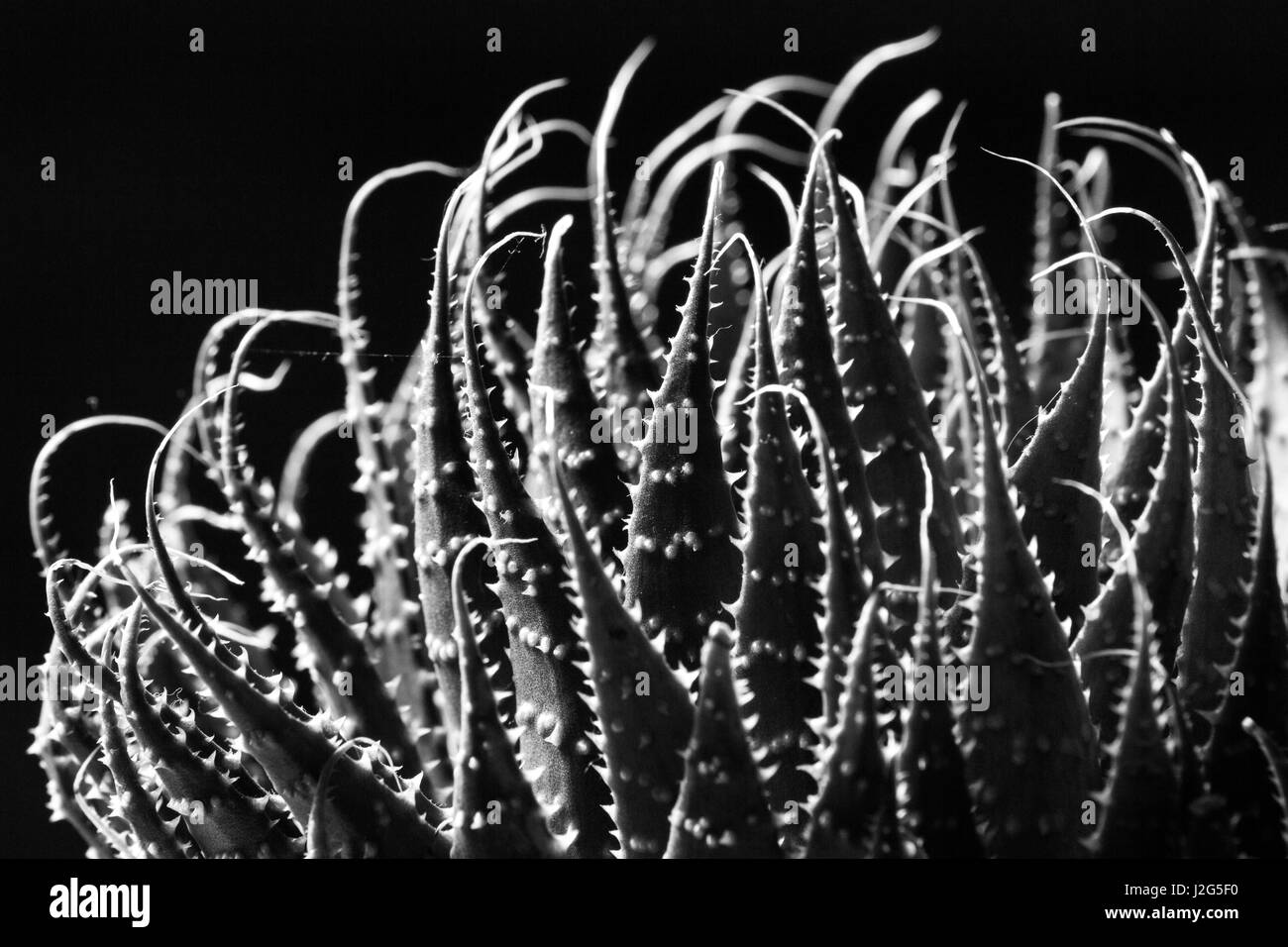 Zusammenfassung der stacheligen Blätter einer grünen saftigen indoor Anlage hautnah Stockfoto