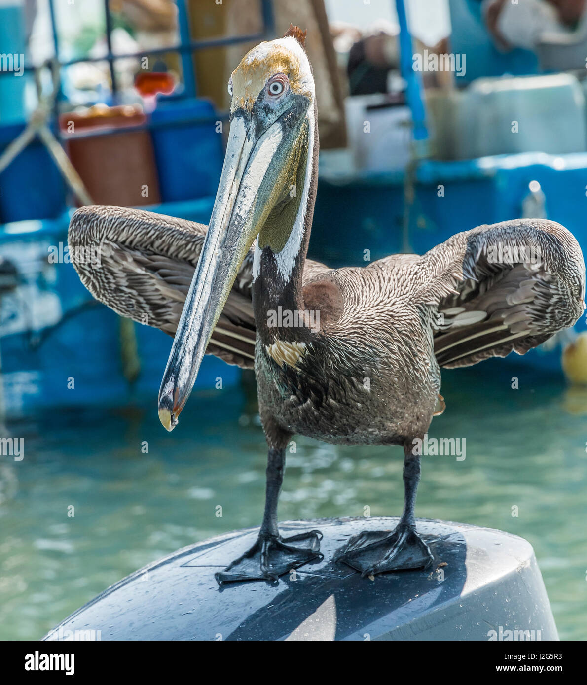 Mexiko, Bay Banderias La Cruz de Huanacaxtle. Pelikan. Stockfoto