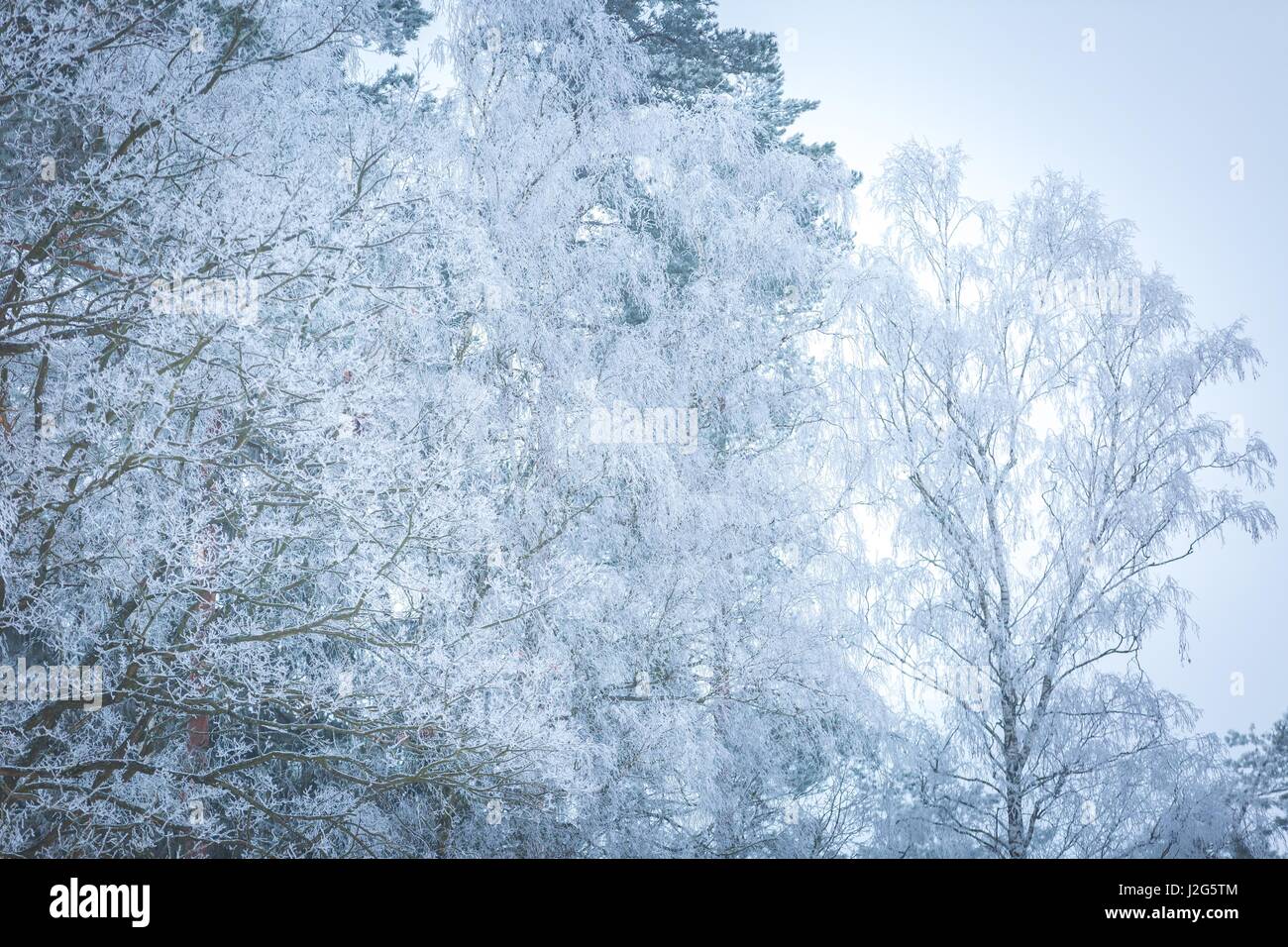 Winterbäume mit weißen Rime. Natürliche schöne Hintergrund mit hoarfrosted Bäumen im Winter. Stockfoto