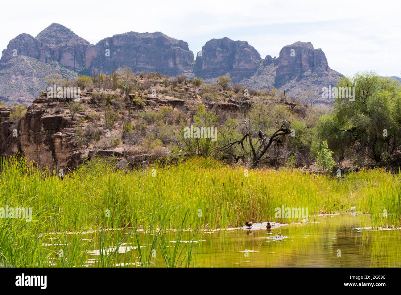 Mexiko, Baja California Sur, Loreto. Oase am Weg zur Mission San Javier schafft verschiedene Lebensraum für Enten und Gräser Stockfoto