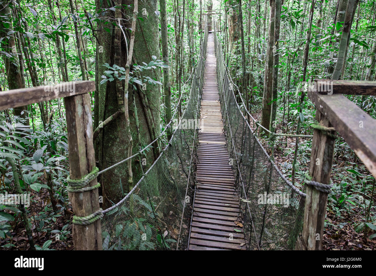Einer der eine Reihe von Brücken überqueren den Regenwald im Amazonas-Naturpark. Stockfoto