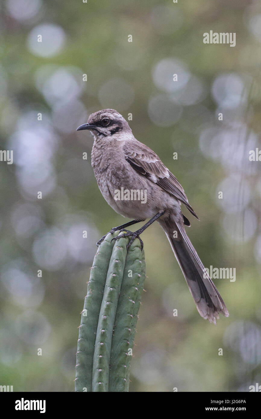 Eines der vielen Vogelarten gefunden in dem trockenen Wald von Chaparri Naturreservat ist die bunte Fliegenfänger. Stockfoto