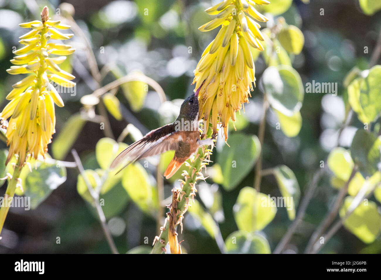 Gefunden im trockenen äquatorialen Wald der Chaparri ökologische Reserve ist der Rubin-Topas-Kolibri. Stockfoto