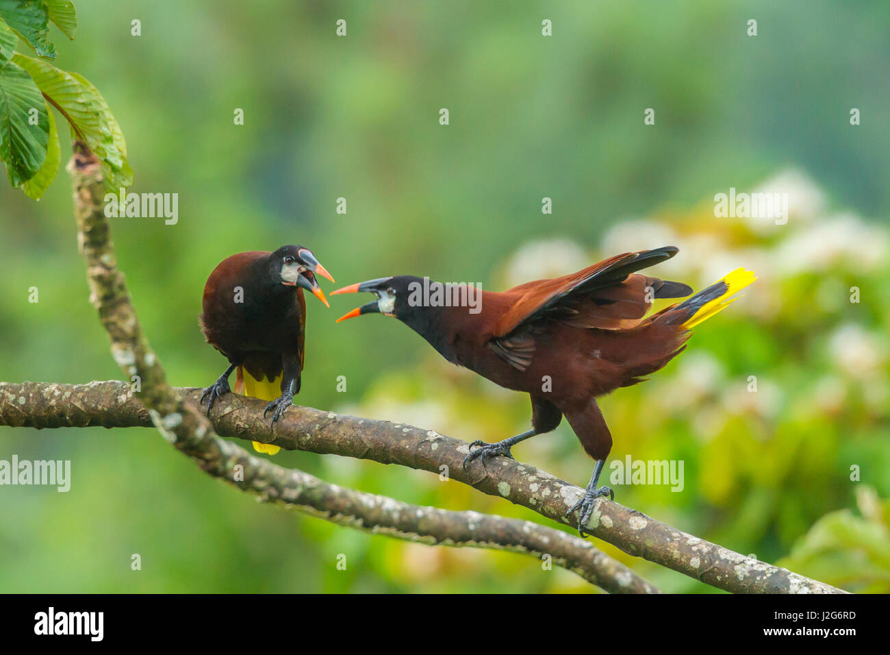 Mittelamerika, Costa Rica, Arenal. Montezuma Oropendola Vögel im Baum. Kredit als: Cathy & Gordon Illg / Jaynes Galerie / DanitaDelimont.com Stockfoto