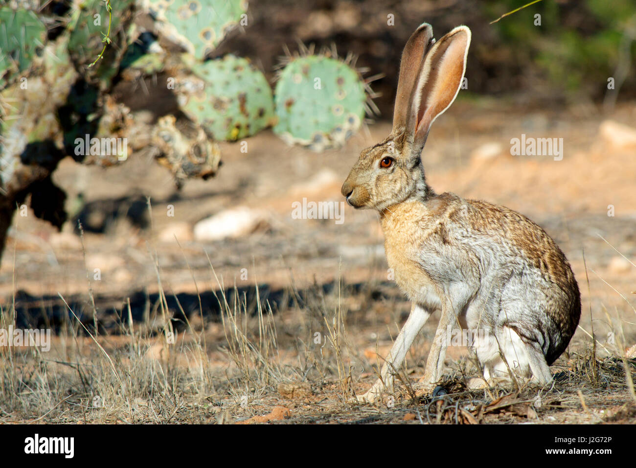 Eine Antilope Jackrabbit (Lepus Alleni) Warnung für Gefahr. Stockfoto