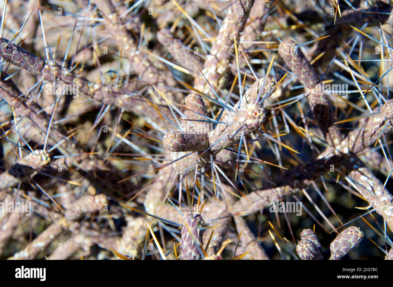 Die Diamond Cholla, Bleistift Kaktus oder Stopfnadel, Opuntia Ramosissima. Stockfoto