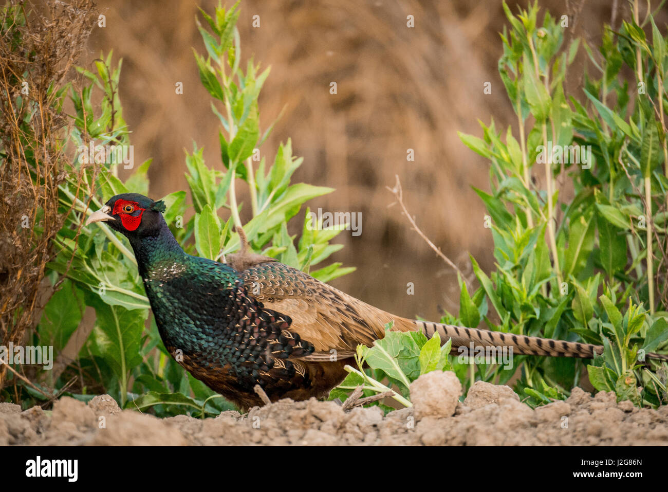 USA, California, Central Valley, San Joaquin River Valley, Wiesen Wildlife Management Area (nördlich von Los Banos), Europäische Ring – Necked Fasan (Phasianus Colchicus) Stockfoto
