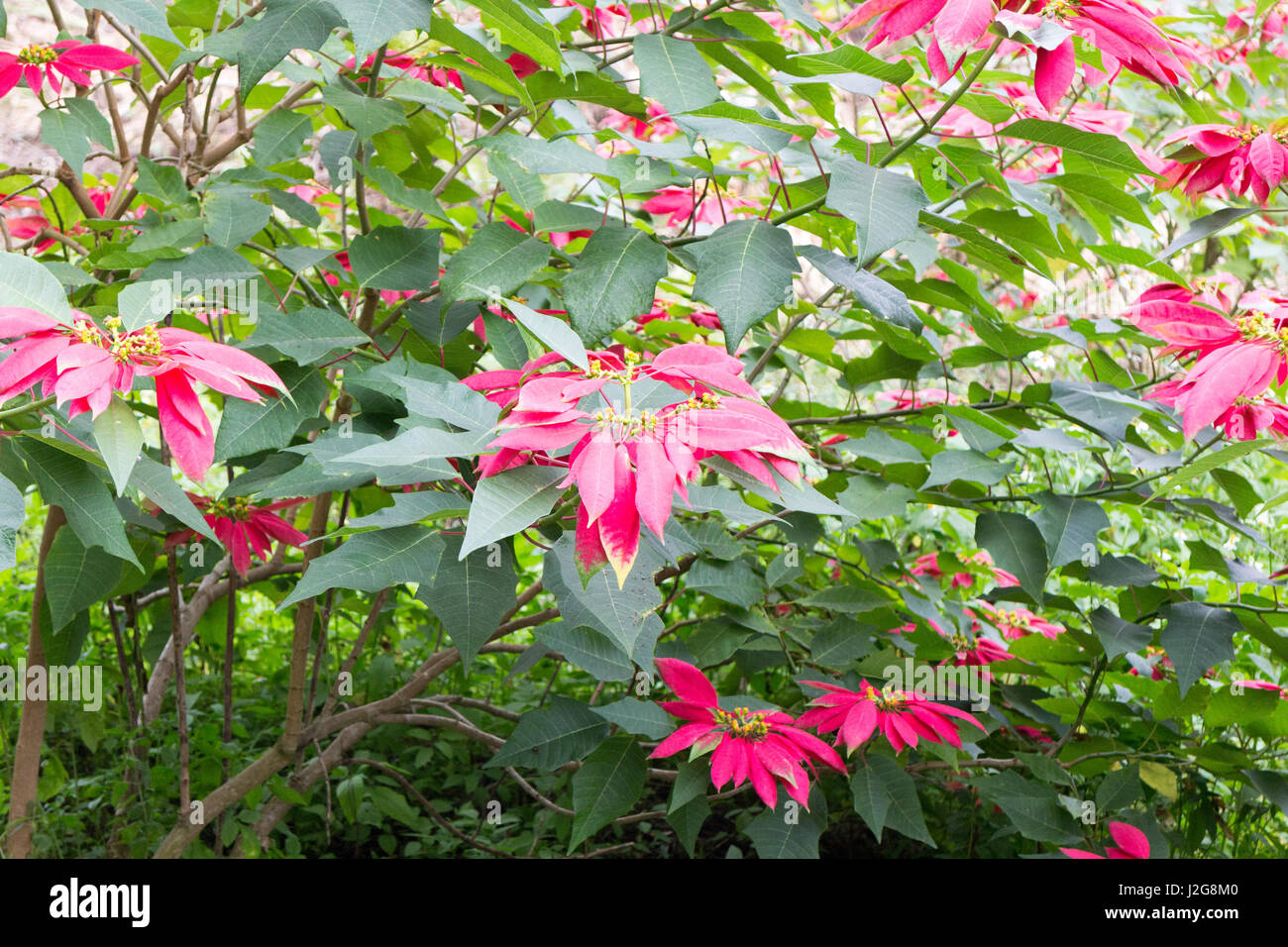 Wilde Weihnachtsstern Busch mit roten Blumen in Nordthailand  Stockfotografie - Alamy