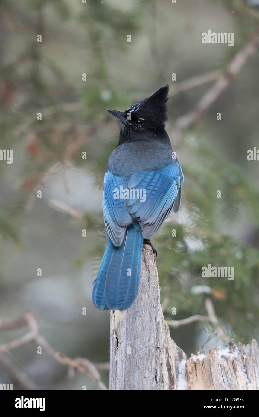 Steller's Jay / Diademhaeher (Cyanocitta Stelleri) im Winter, Ansicht Rückseite thront auf einem alten faulen Baum Stump, Yellowstone NP, USA. Stockfoto