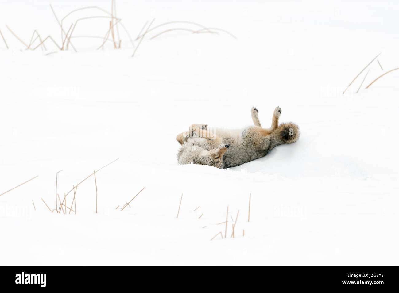Kojote / Kojote (Canis Latrans), im Winter, im hohen Schnee Rollen kratzen den Rücken in den Schnee, Yellowstone NP, Wyoming, USA. Stockfoto