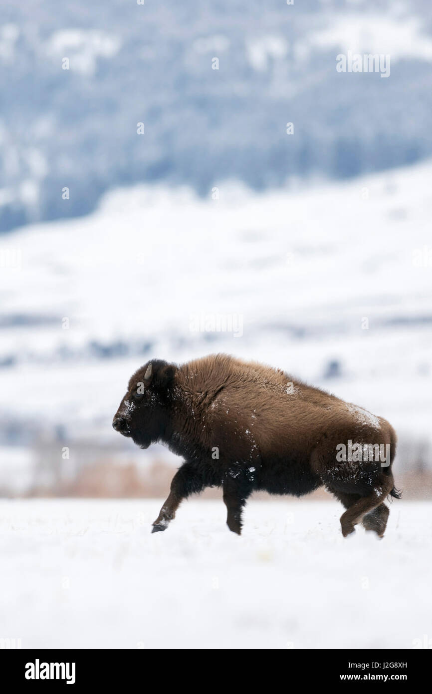 Amerikanischer Bison / Amerikanischer Bison (Bison Bison) im Winter laufen, Galopp, springen über Schnee beklebt Ebenen, voller Freude, Yellowstone NP, Mo Stockfoto