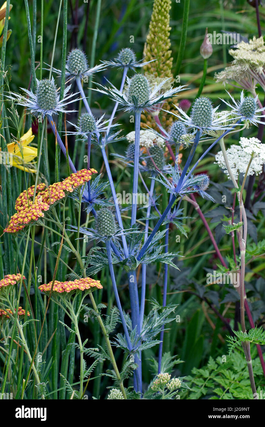 Detail der Blüte Grenze mit Eryngium hautnah Stockfoto
