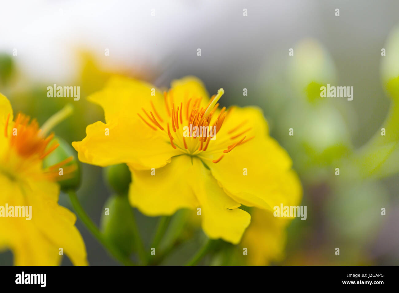 Ochna Integerrima und Aprikose Pfirsich gelb Zweig blühenden Blumen, das Symbol der traditionellen ethnischen lunar vietnamesisches Neujahr Tet Stockfoto