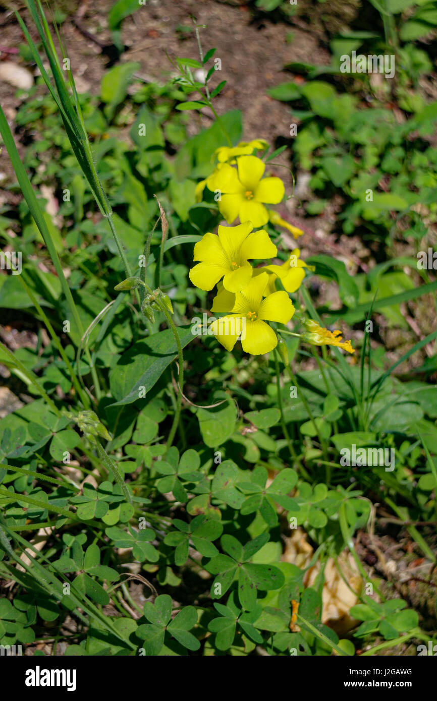 Blumen der Provence: Oxalis Pes-Caprae Stockfoto