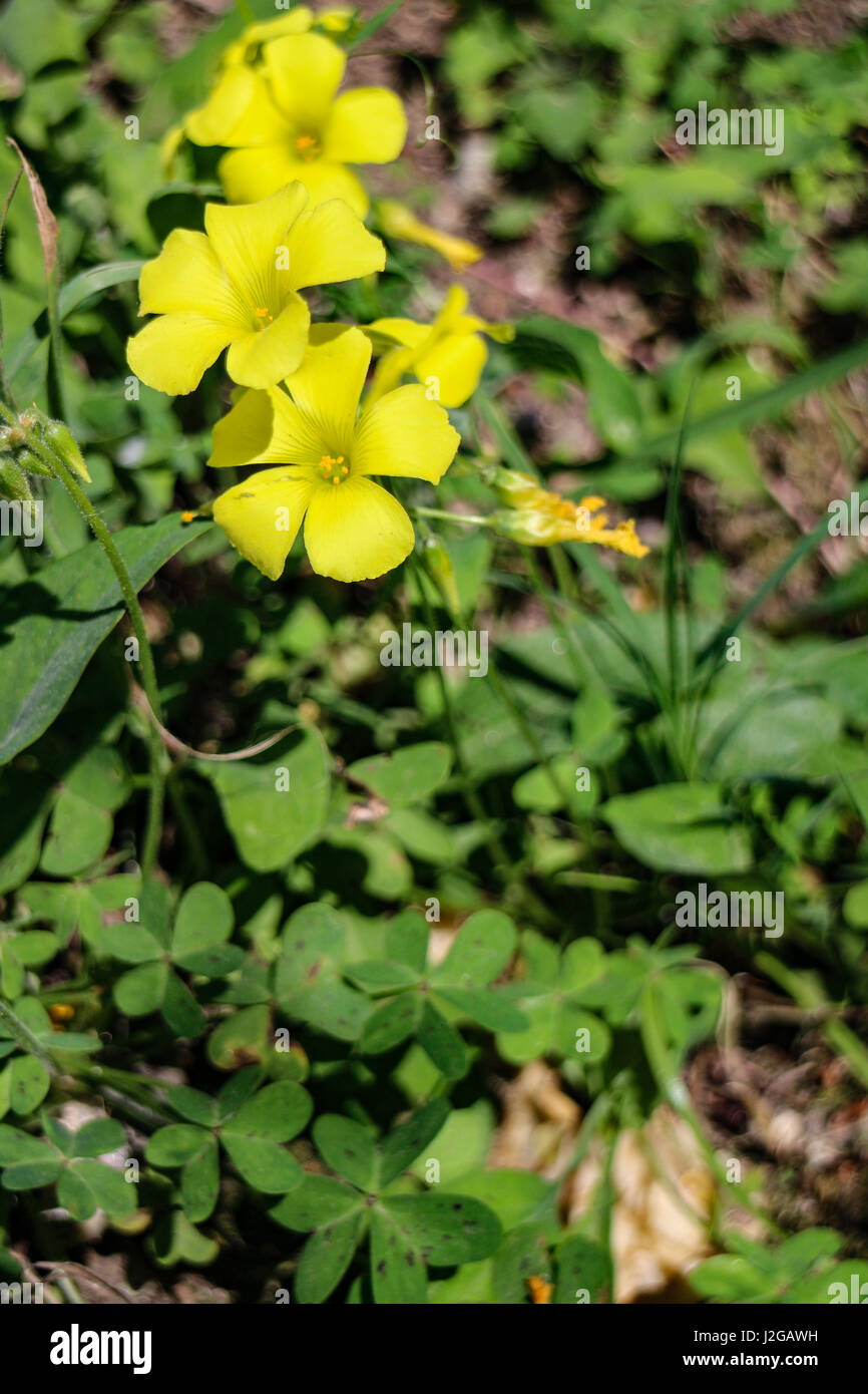 Blumen der Provence: Oxalis Pes-Caprae Stockfoto
