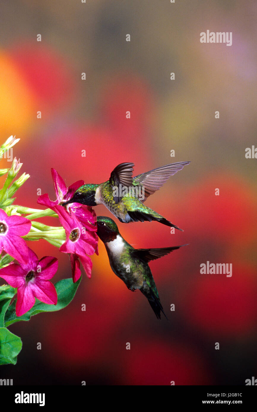 Ruby – Throated Kolibris (Archilochos Colubris) Männer bei Kolibri Rose Pink Nicotiana (Nicotiana Alata), Illinois Stockfoto