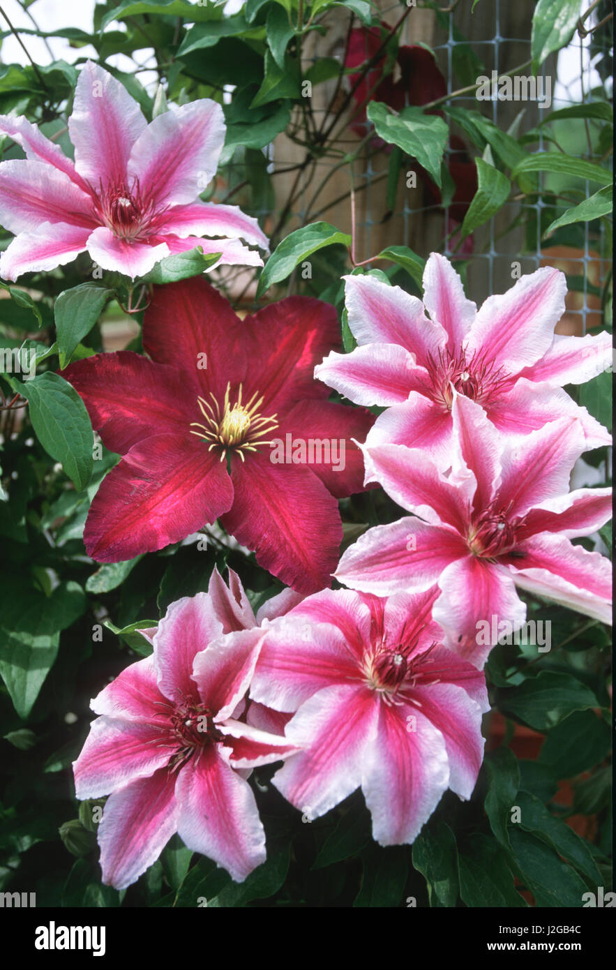 Carnaby und Clematis Niobe Spalier, Marion County, Illinois Stockfoto