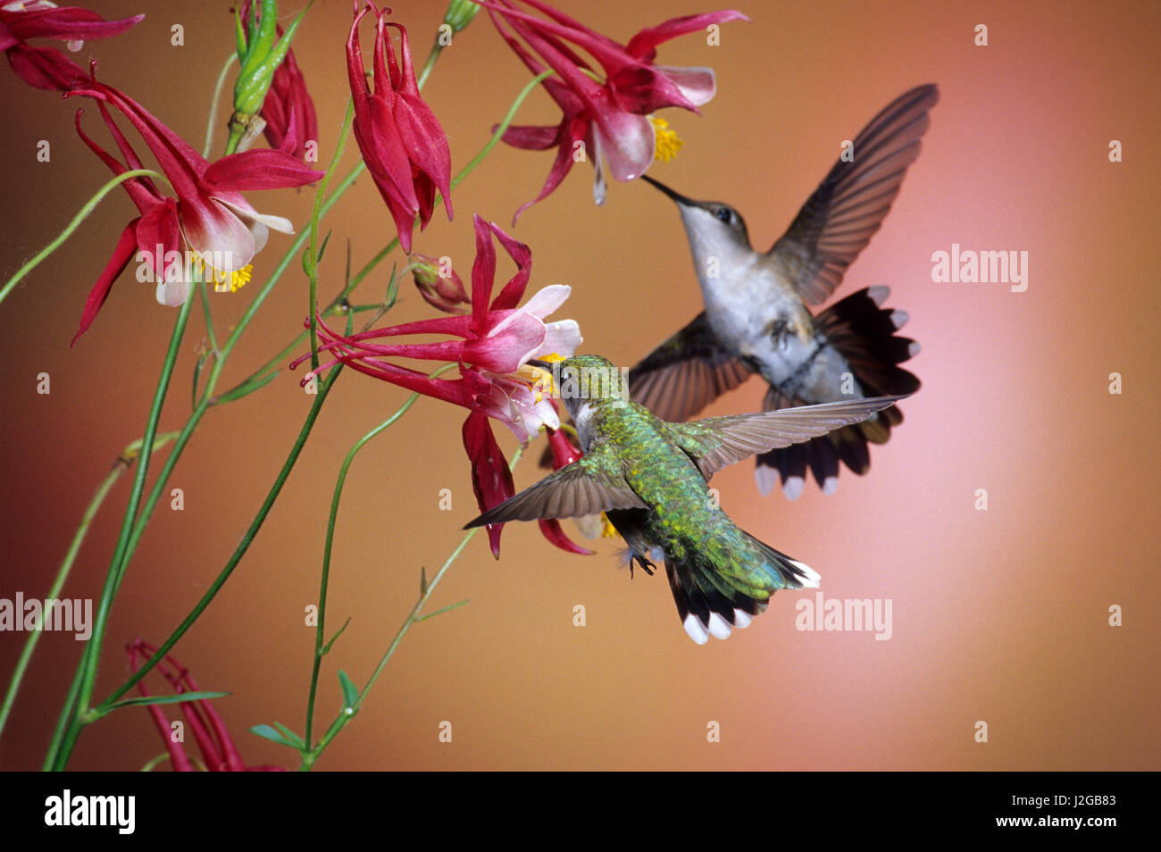 Ruby – Throated Kolibris (Archilochos Colubris) Weibchen auf Crimson Star Akelei (Aquilegia X hybrida), Illinois Stockfoto