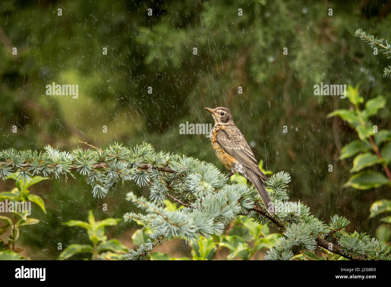 Raube jung -Fotos und -Bildmaterial in hoher Auflösung – Alamy