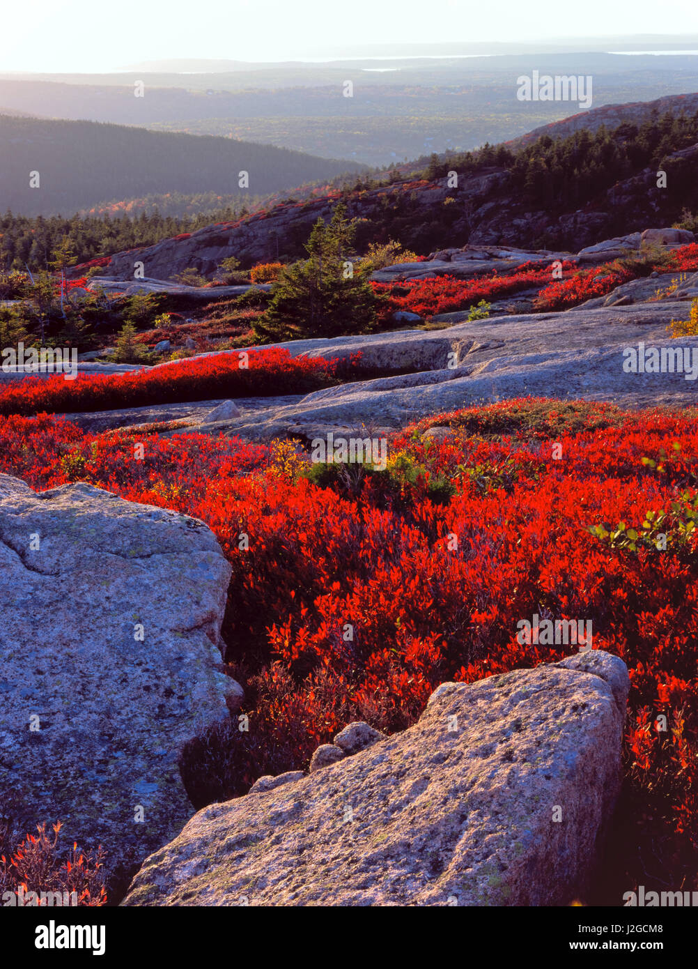 Acadia Nationalpark in Maine. USA. Granit-Gestein und scharlachrote Blätter der schwarzen Huckleberry (Gaylussacia Baccata) im Herbst. Penobscot Berg. Mount Desert Island. (Großformatige Größen erhältlich) Stockfoto