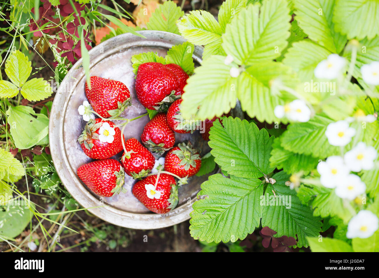 Perfekte süße reife Erdbeeren auf einem hölzernen Hintergrund Stockfoto