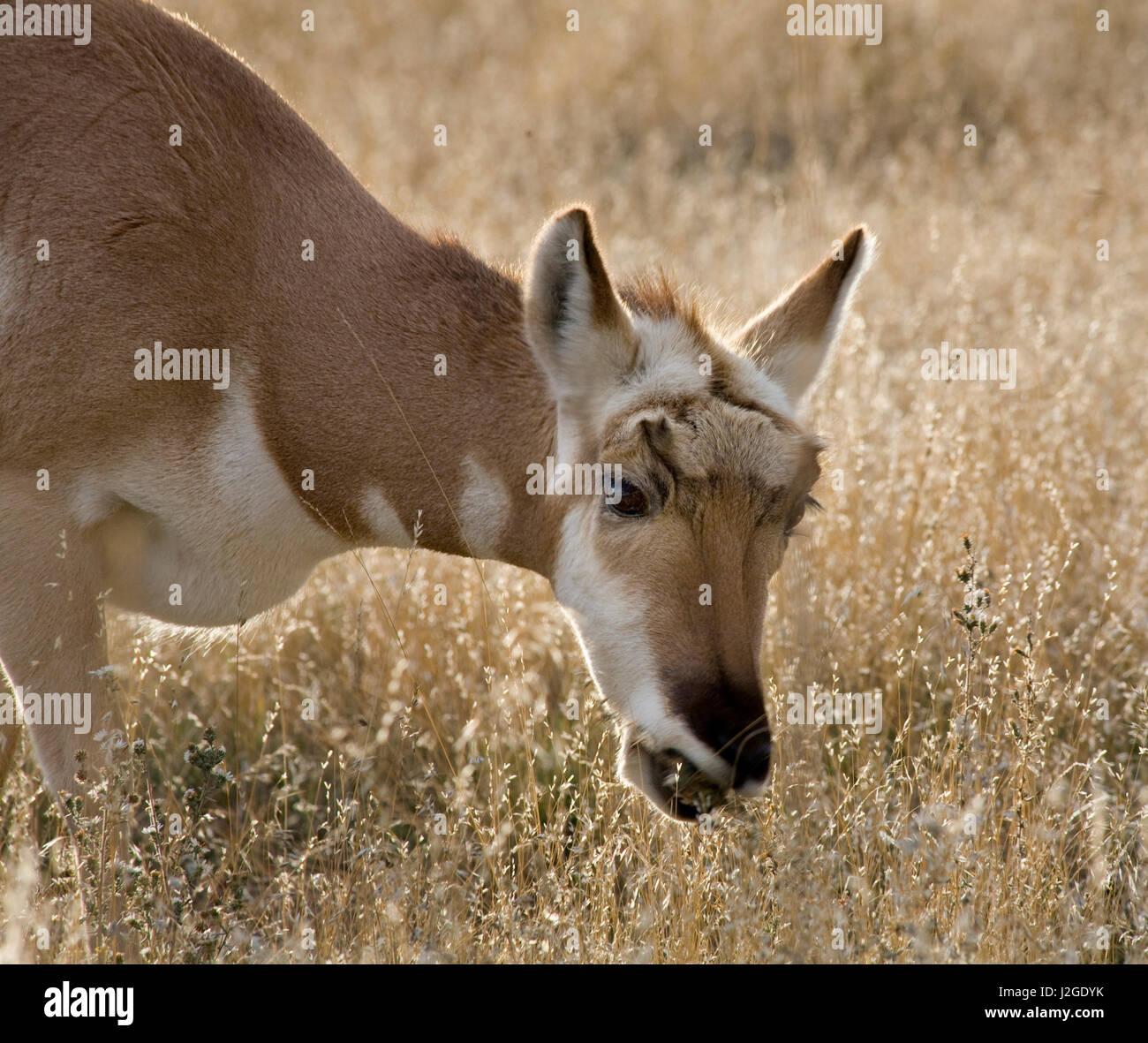 Pronghorn Antilope Weiden, National Bison Range, Charlo, Montana. Antilocapridae Stockfoto