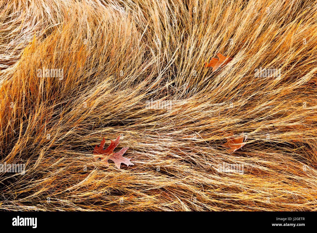 Frost auf Salz-Sumpf Gräser in Rye, New Hampshire. Fallen. Stockfoto