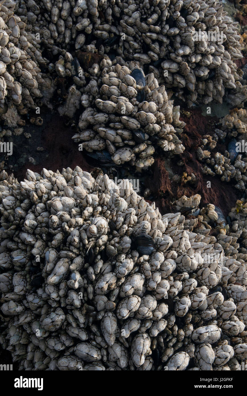 Oregon, USA, Entenmuscheln über Boulder, Hug Point State Park in der Nähe des Pazifischen Ozeans. Stockfoto