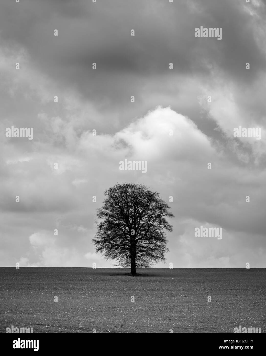 Isolierte Baum gegen eine Vorahnung Stimmungsvoller Himmel im Agrarbereich in Hampshire Stockfoto