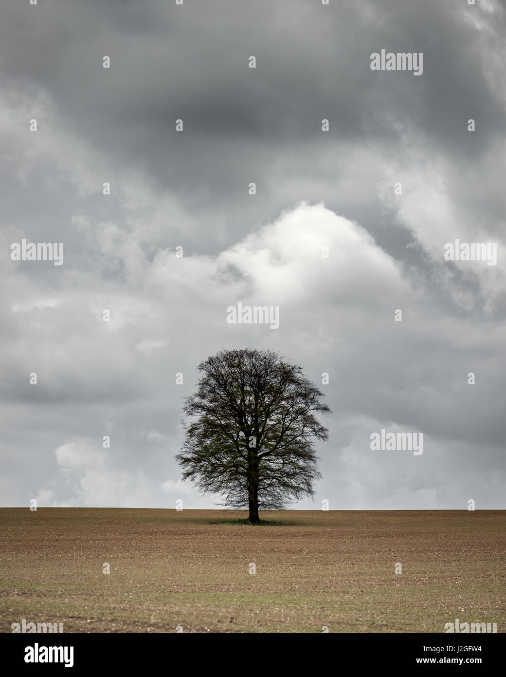 Isolierte Baum gegen eine Vorahnung Stimmungsvoller Himmel im Agrarbereich in Hampshire Stockfoto
