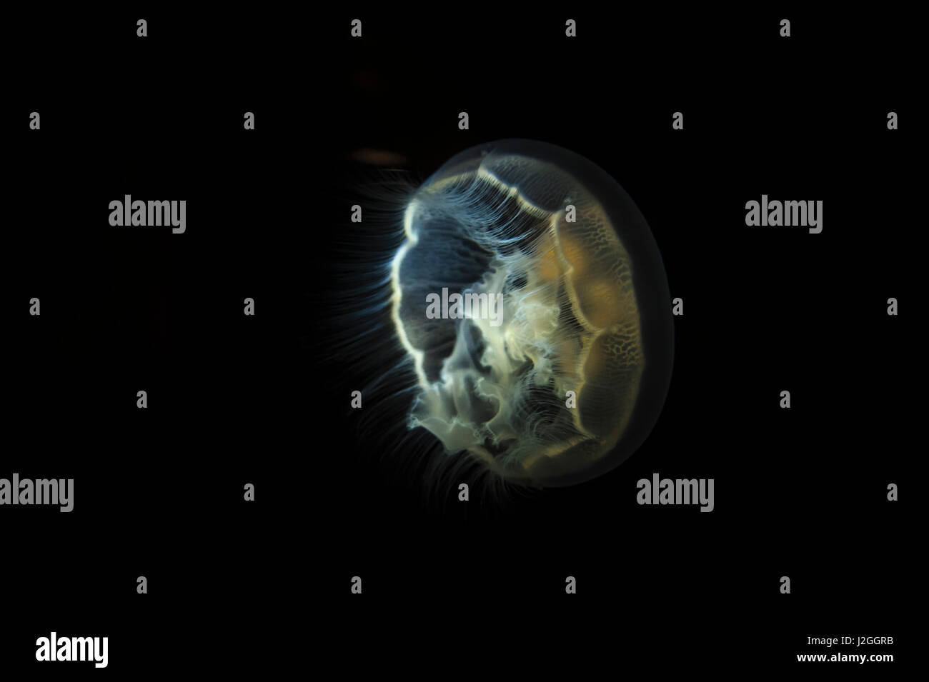 Sichtbare Biolumineszenz verdeutlicht diese Mond-Qualle Stockfoto