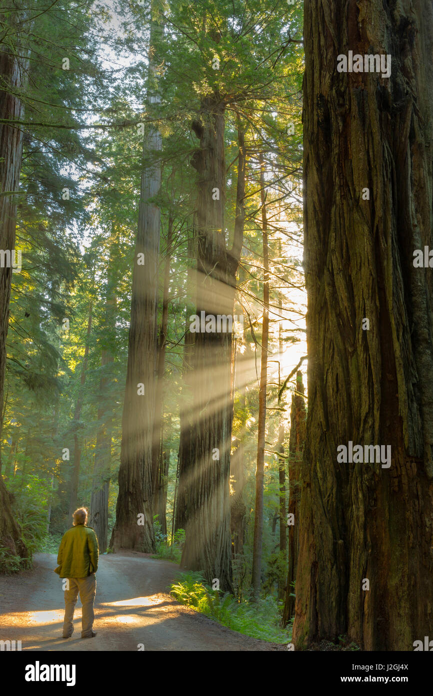 Selbstportrait in Gott Strahlen unter riesigen Redwood-Bäume im Jedediah Smith State Park und Redwoods National Park, Kalifornien, USA (MR) Stockfoto