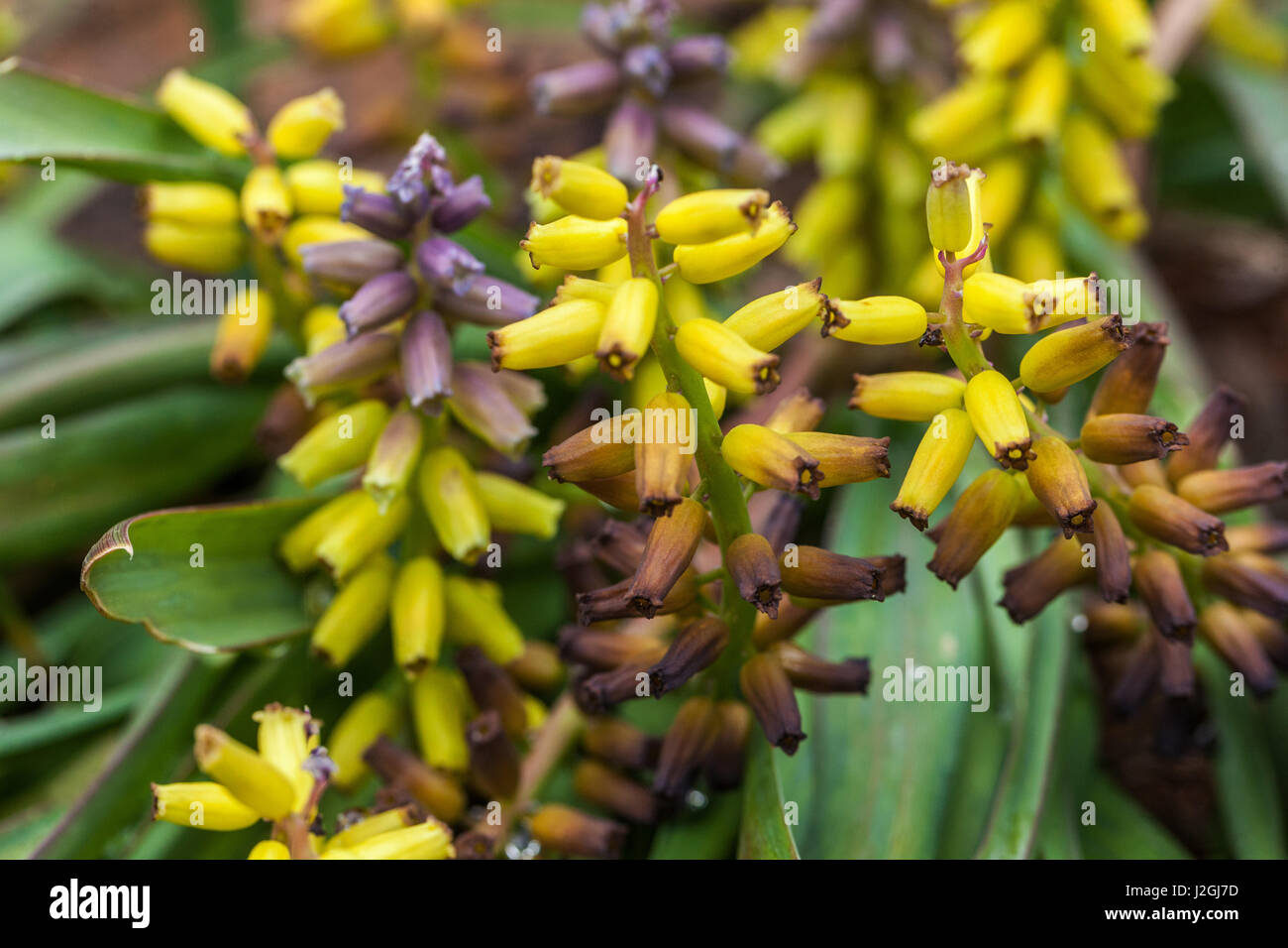 Muscari Macrocarpum "Goldenen Duft" Stockfoto
