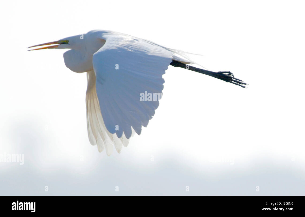 Ein Silberreiher fliegen vor einem weißen Hintergrund im San Luis National Wildlife Refuge in der Nähe von Los Banos, California Stockfoto