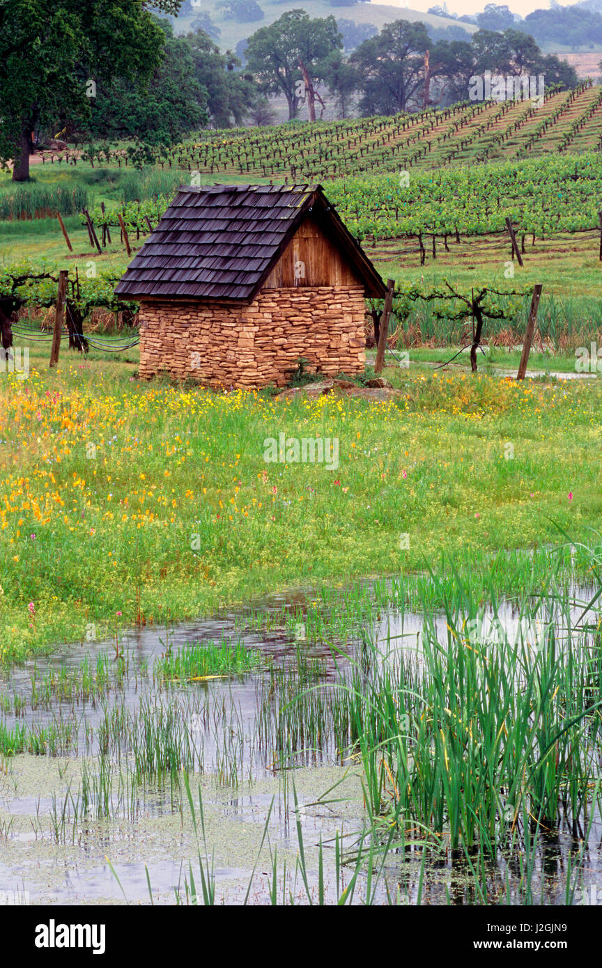 Weinberg und Wildblumen in Amador County, Kalifornien Stockfoto