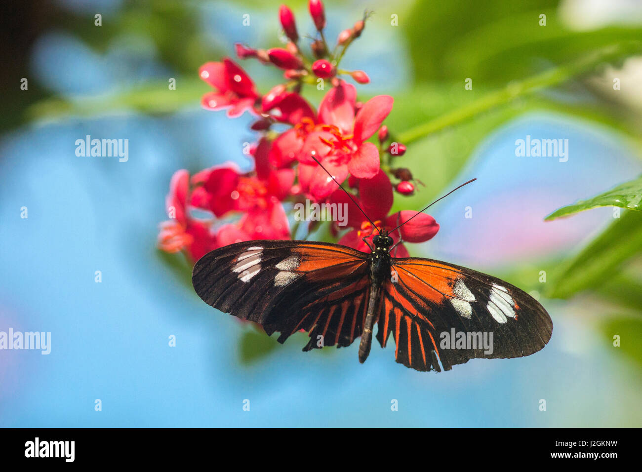 Doris Longwing Butterfly (Laparus Doris) an der Butterfly and Nature Conservatory in Key West, Florida, USA Stockfoto