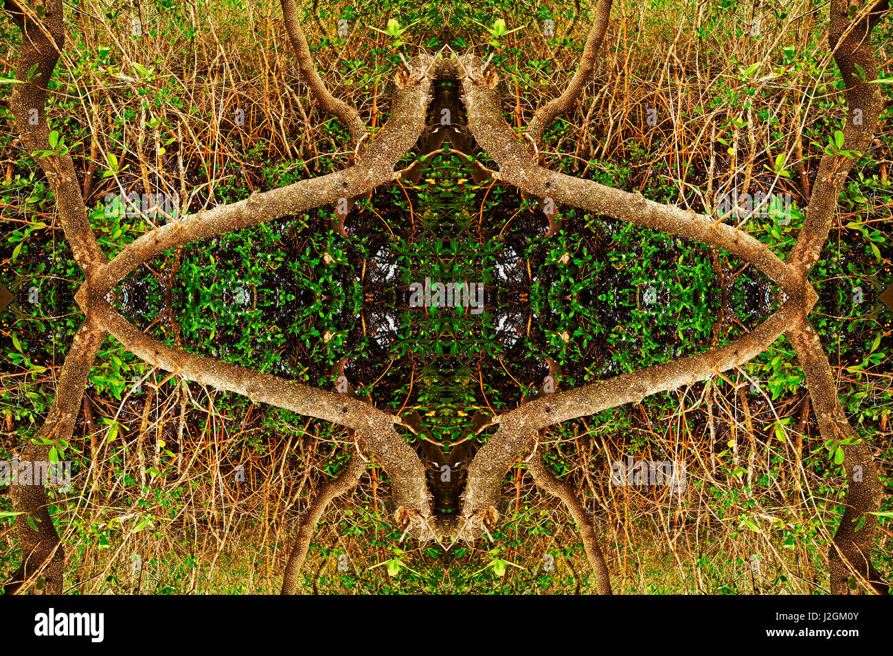 Foto-Illustration von symmetrischen Mangrovewurzeln Stockfoto