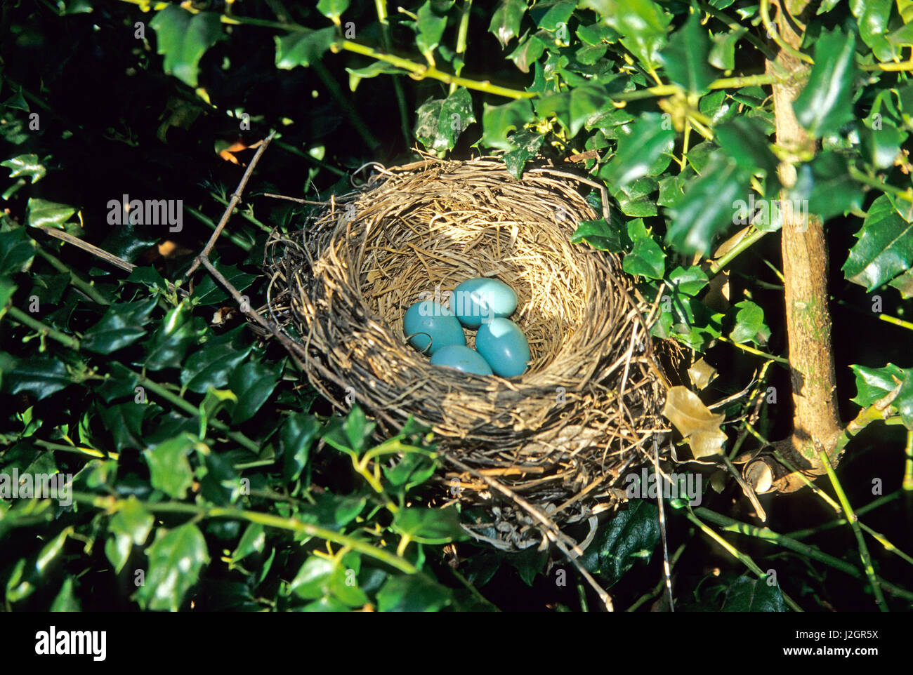 American Robin (Turdus Migratorius) Nest mit 4 Eiern in Stechpalme Bush, Marion, IL Stockfoto