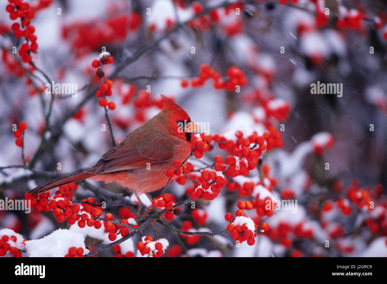 Nördlichen Kardinal (Cardinalis Cardinalis) männlich in gemeinsamen Winterberry (Ilex Verticillata) im Winter, Marion, IL Stockfoto