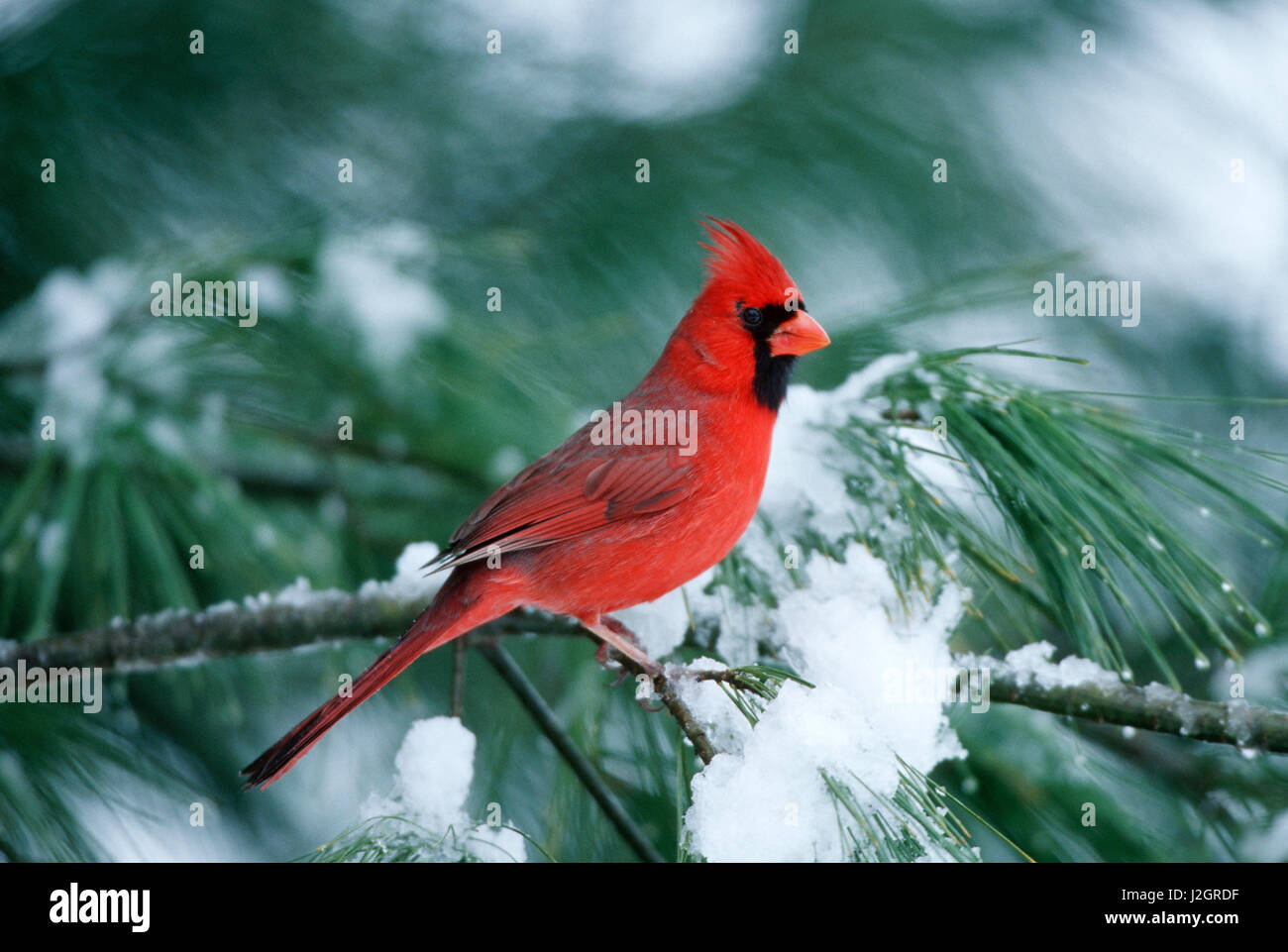 Nördlichen Kardinal (Cardinalis Cardinalis) männlich Kiefer im Winter, Marion, IL Stockfoto