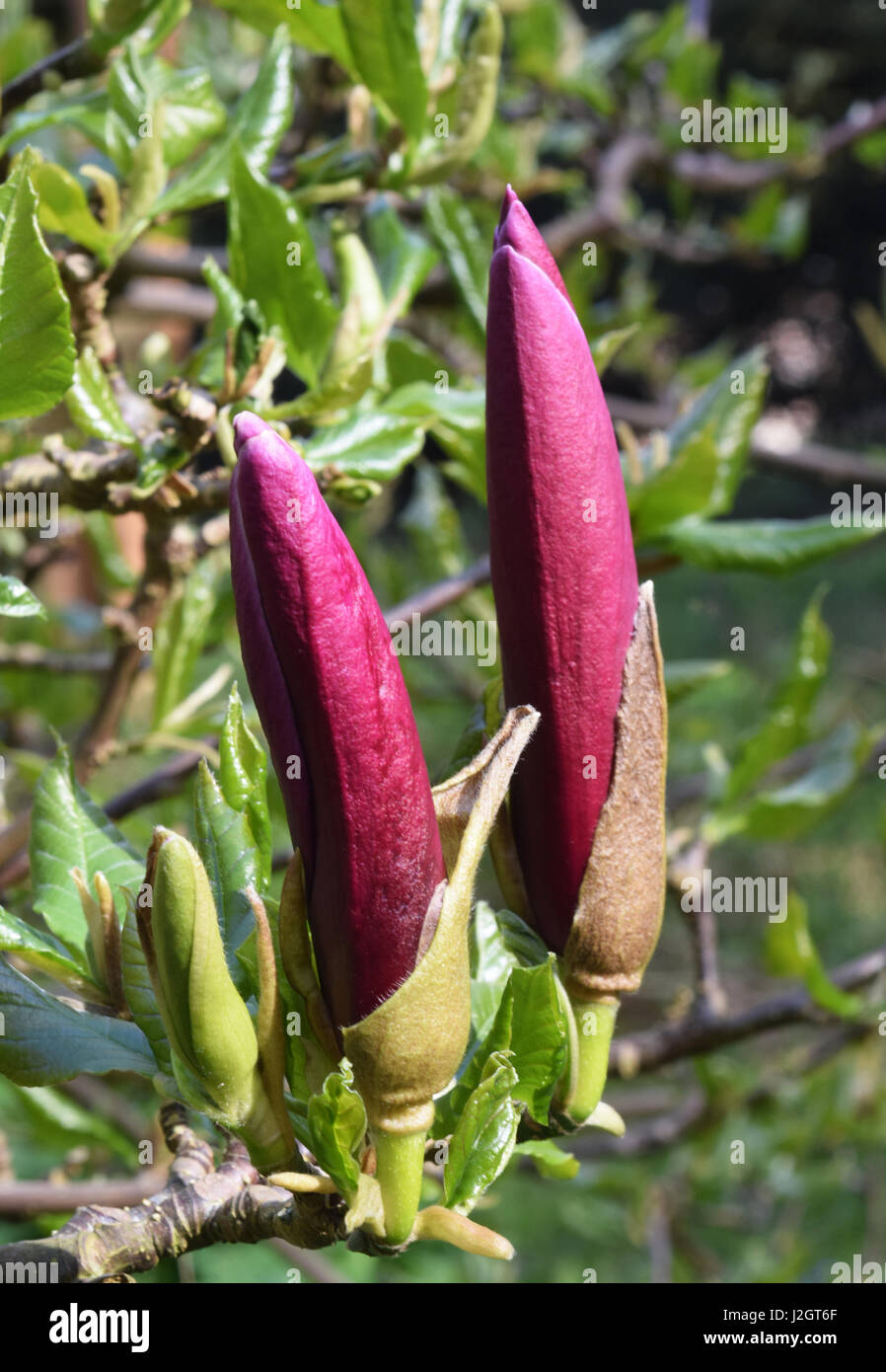 Magnolia x soulangeana Blütenknospen Stockfoto