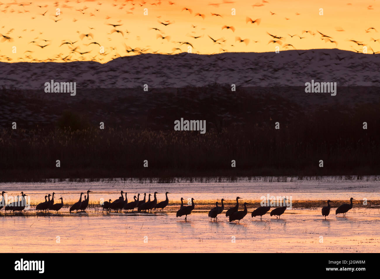 Kraniche und andere Wasservögel vor Sonnenaufgang aus dem Flugdeck, Bosque del Apache National Wildlife Refuge, New Mexico Stockfoto
