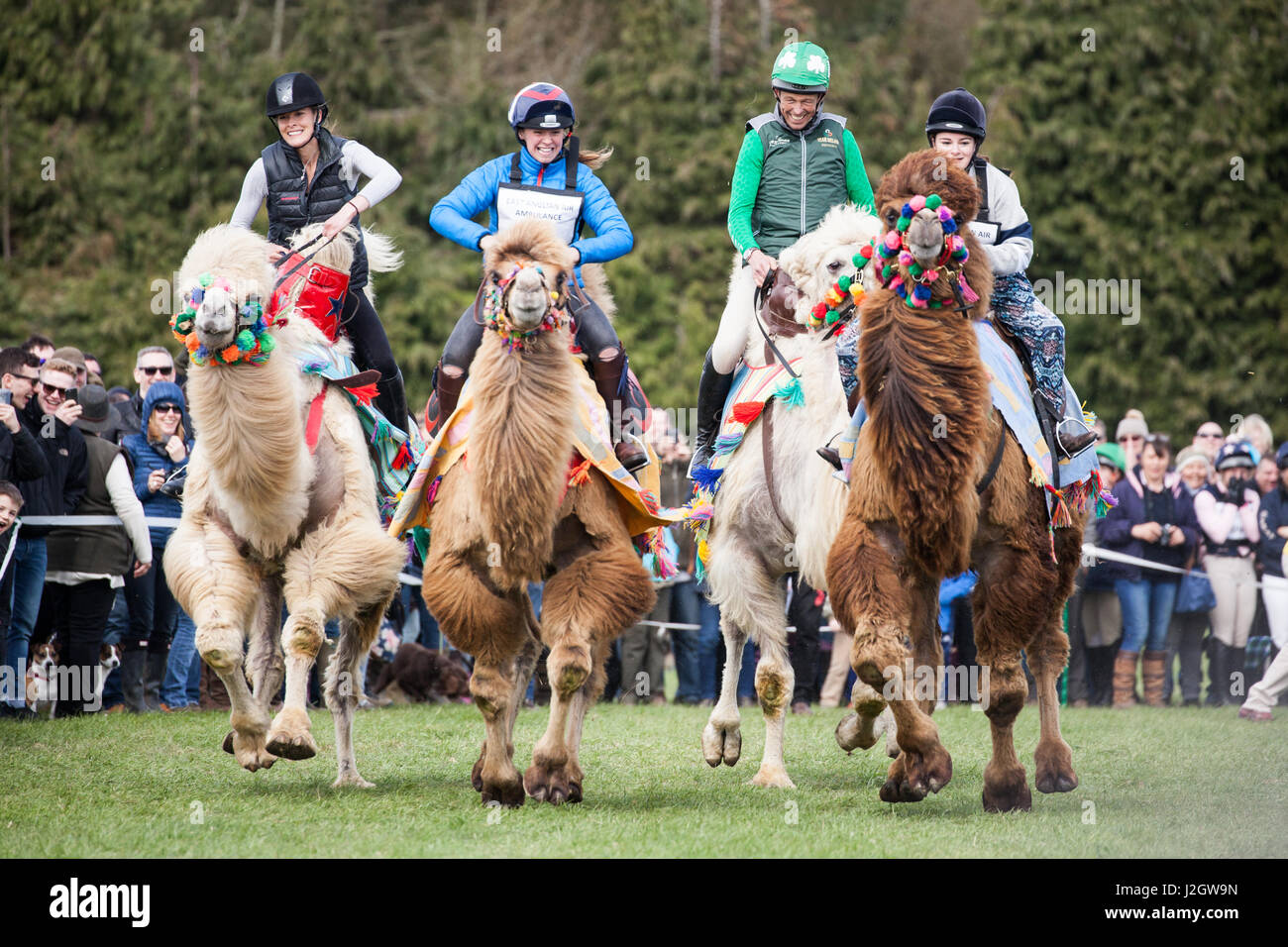 BURNHAM MARKET, NORFOLK/ENGLAND - 15. April 2017: Burnham Market International Horse Trials 2017 Kamele event Stockfoto