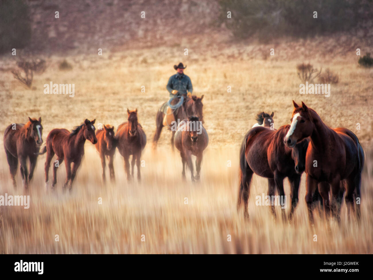 Wrangler und Pferde auf Ranch in New Mexico Stockfoto