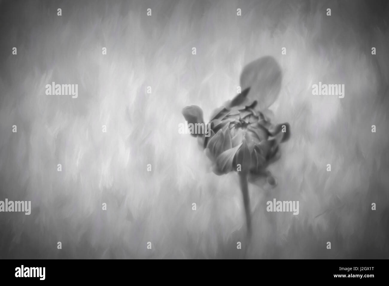 USA, Pennsylvania. Dahlien in schwarz und weiß. Kredit als: Kathleen Clemons / Jaynes Galerie / DanitaDelimont.com Stockfoto